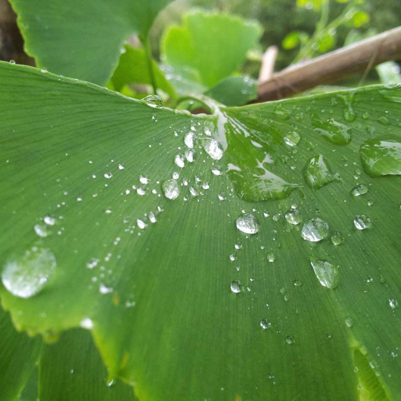 سم حشرهکش کنفیدور