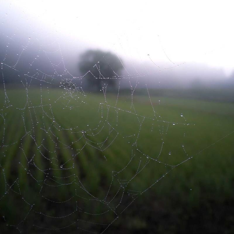 سم حلزونکش متالدهاید